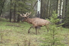 elk6