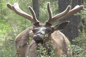 elk7