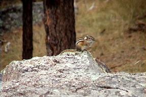 leastchipmunk1