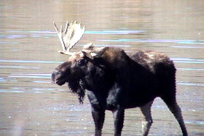 moose1