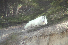 mountaingoat1