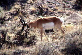 pronghorn1