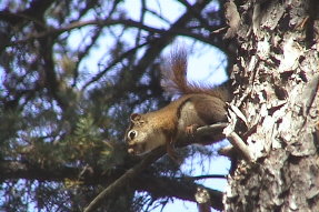 redsquirrel1