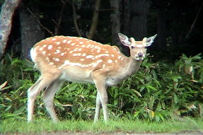 sikadeer1