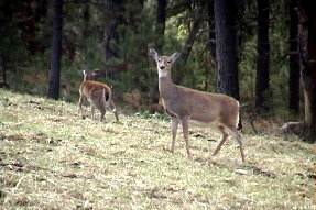 whitetaildeer1