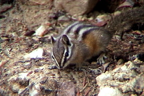 yellowpinechipmunk1